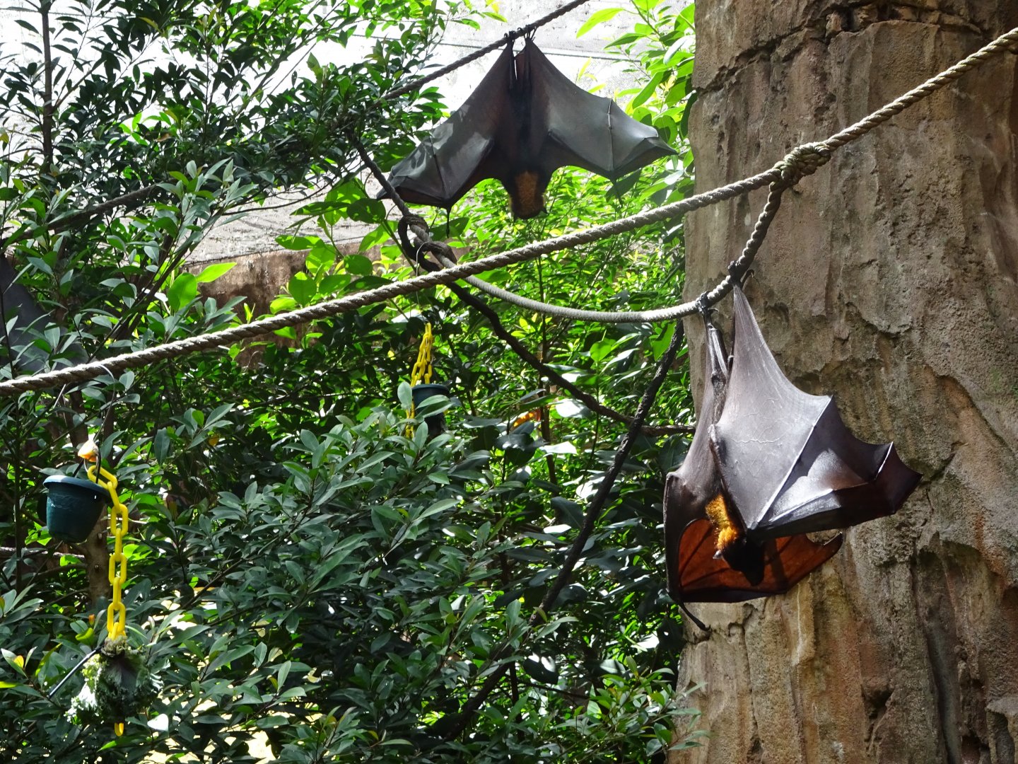 Large Flying Foxes at Disney's Animal Kingdom (2014)