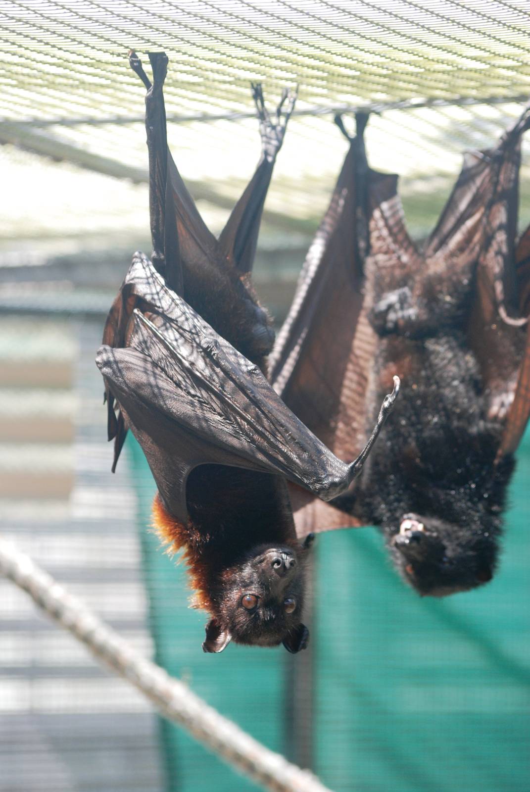 Large Flying Foxes at Lubee Bat Conservancy, 11/10/13