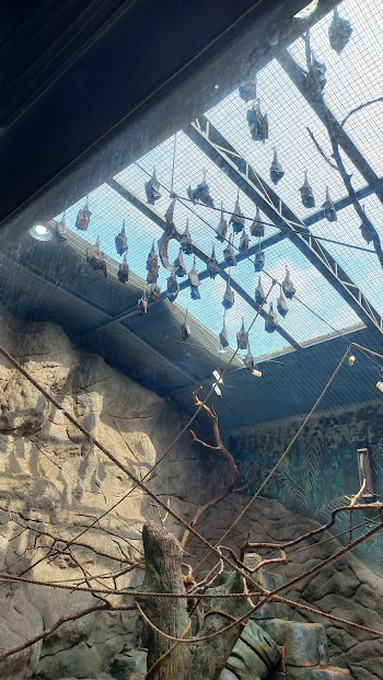Large flying foxes colony - São Paulo aquarium