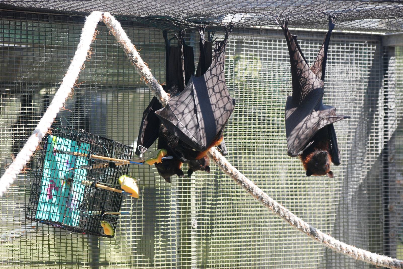 Large Flying Foxes Painting at Lubee Bat Conservancy, 11/10/13