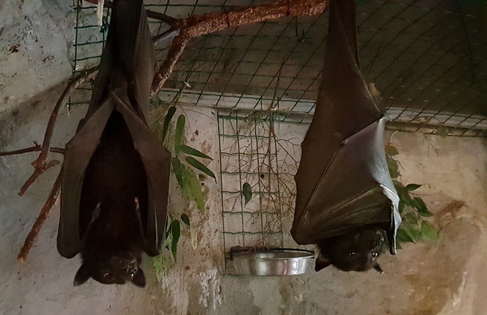 Large flying foxes - Pteropus vampyrus