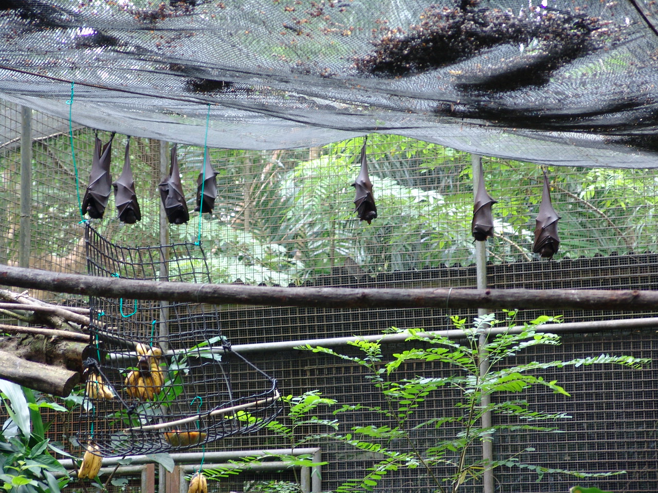 Large Flying Fox's (Pteropus vampyrus) Aviary