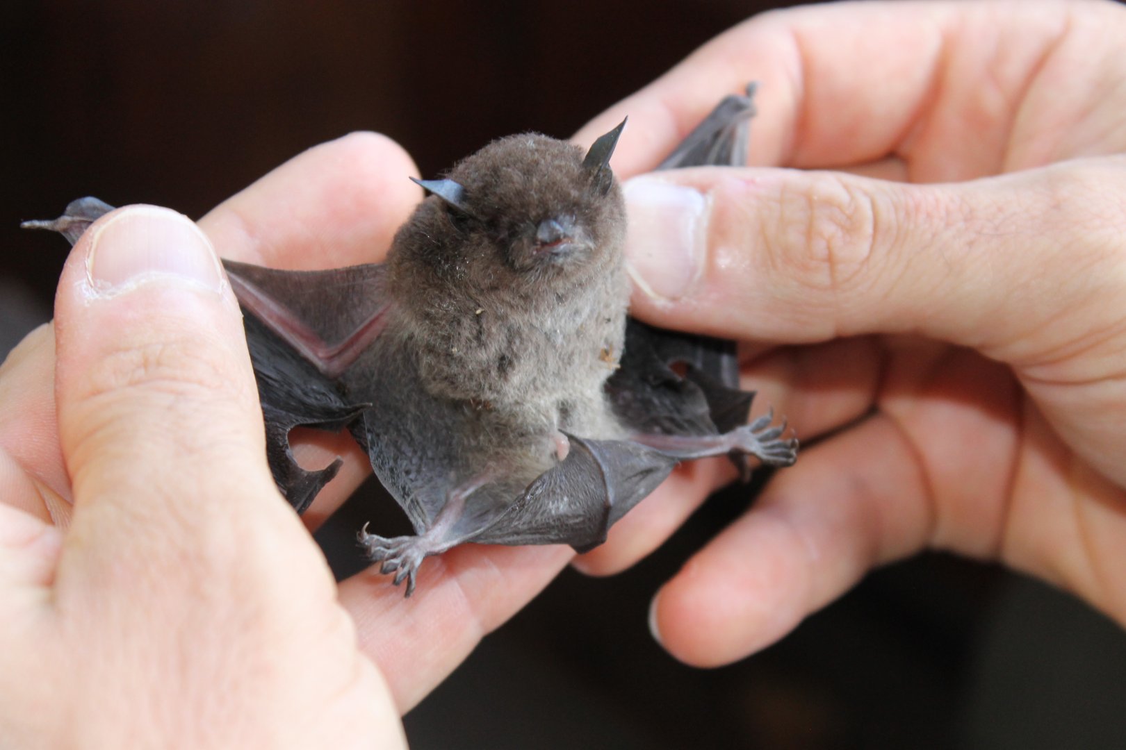 Large-footed Myotis (Myotis macropus)