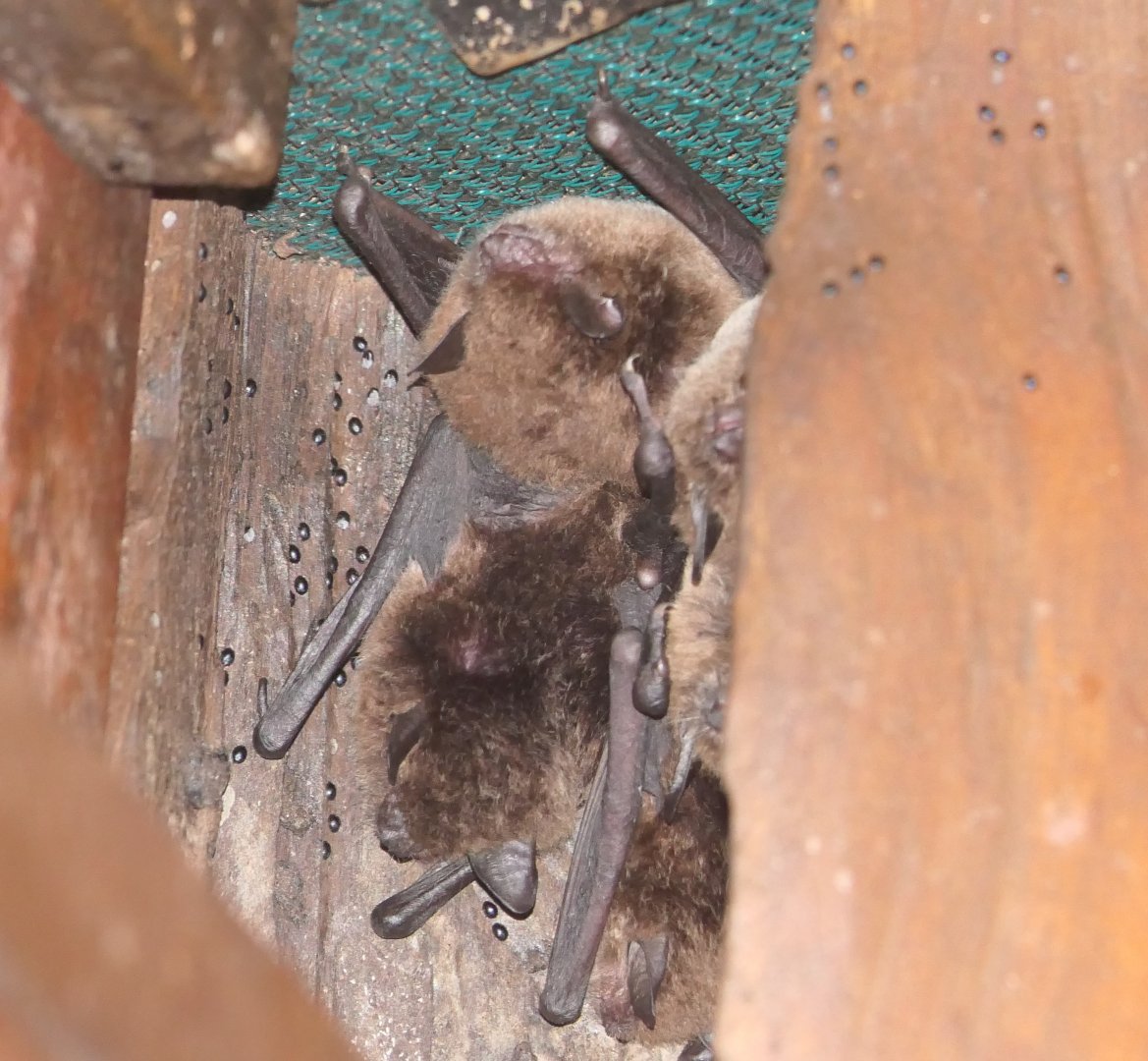 Large-footed Myotis (Myotis macropus)