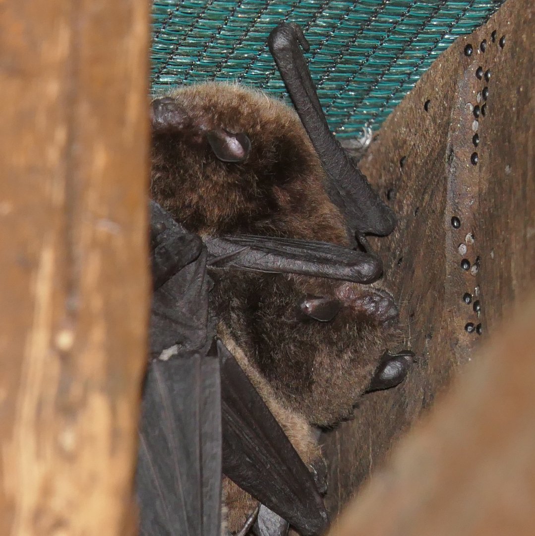 Large-footed Myotis (Myotis macropus)
