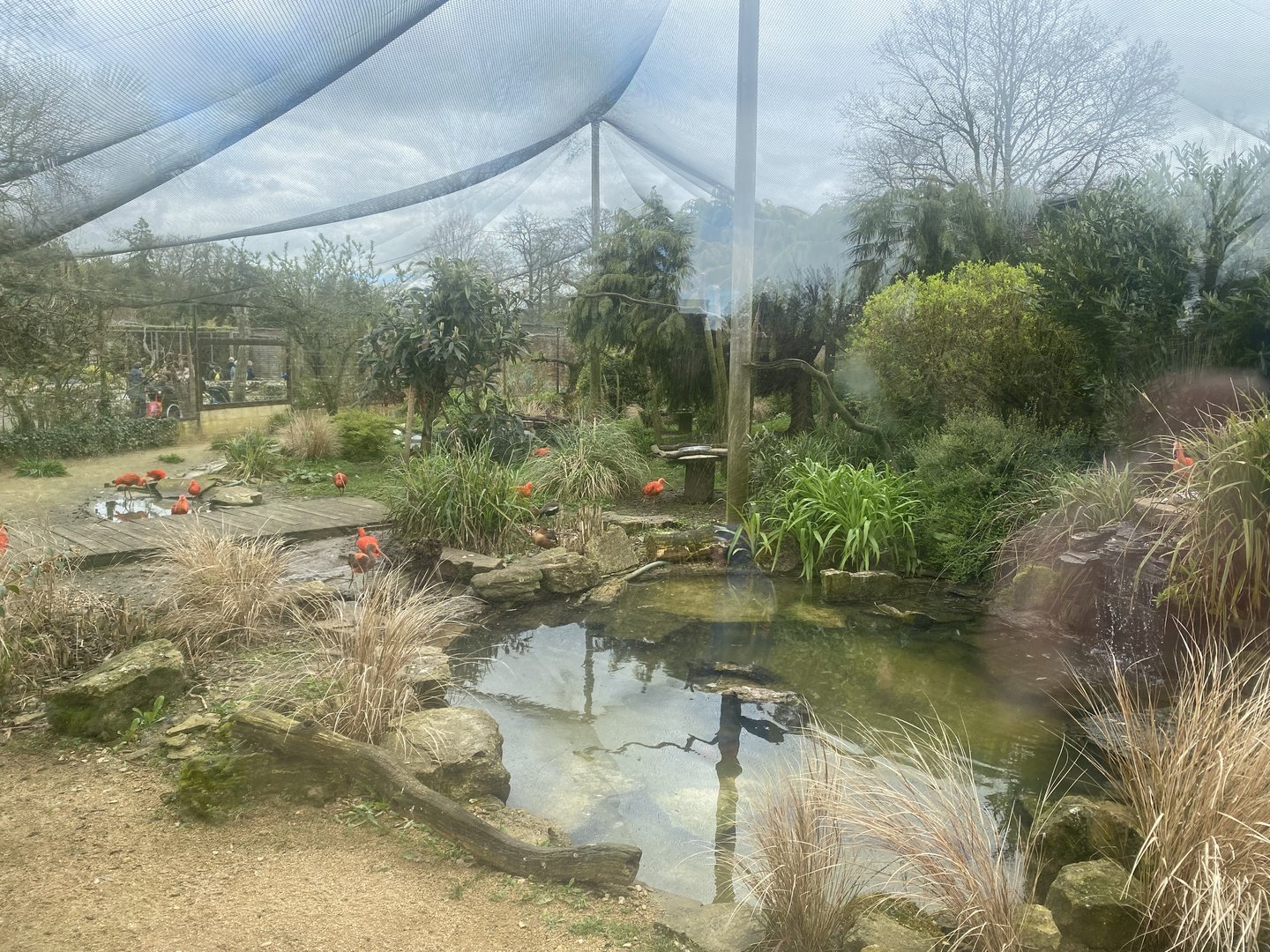 Large former walkthrough aviary in Walled Garden 280423