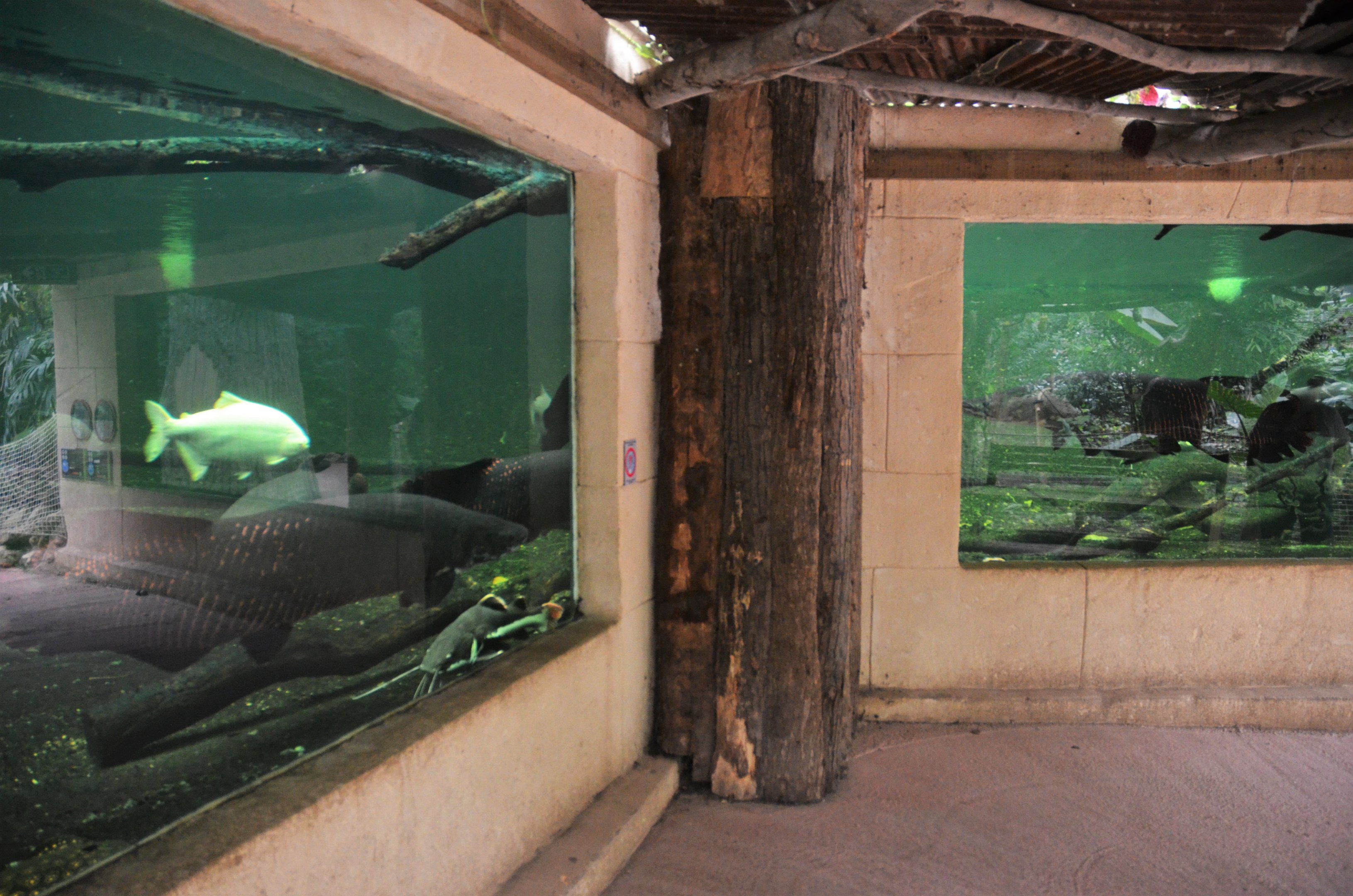 Large Freshwater Aquarium at Biotropica, 16/06/18
