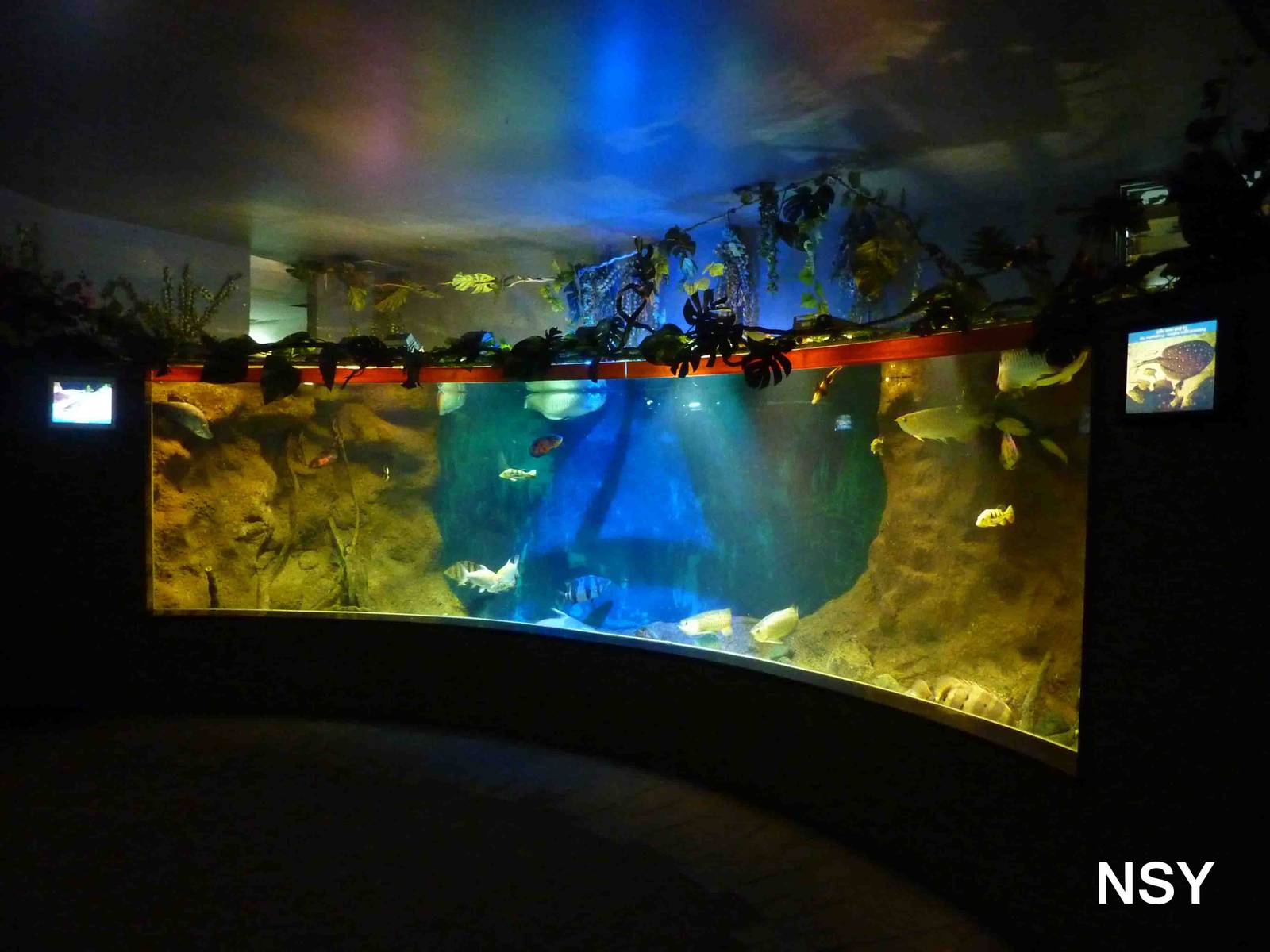 Large freshwater fish aquarium, May 2013.