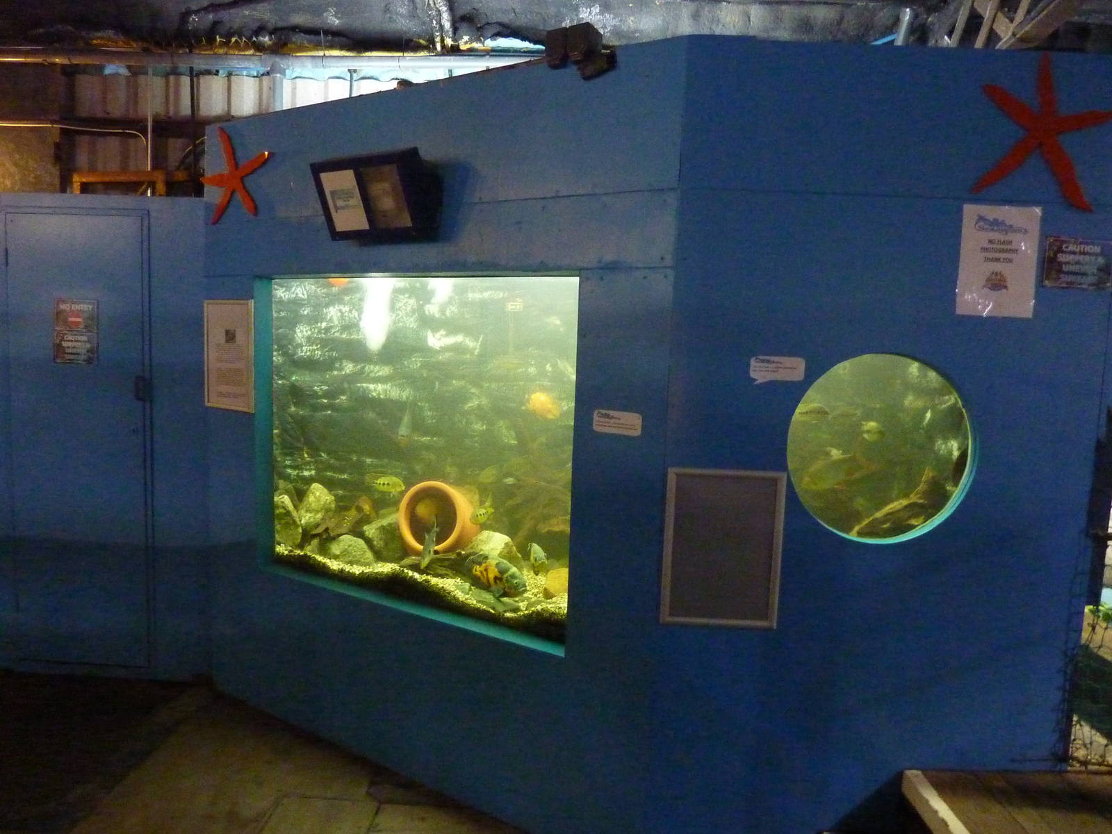 Large freshwater fish tank - 24th August 2012