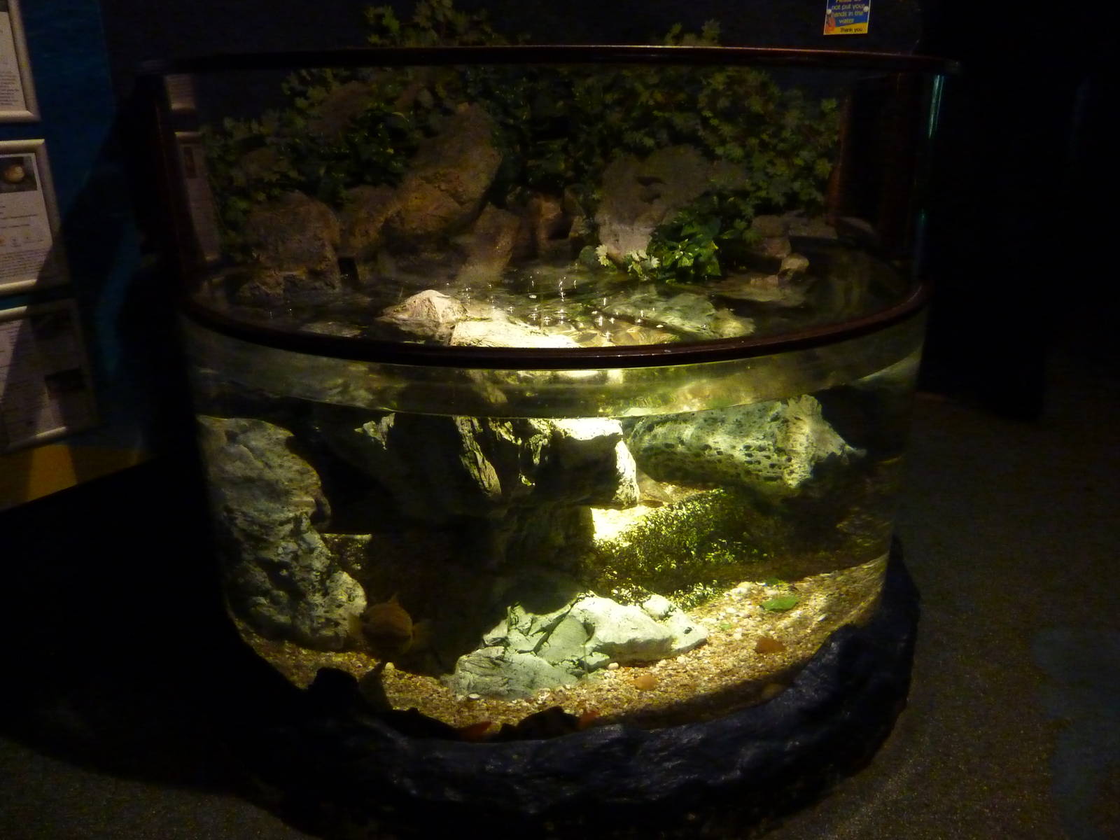 Large freshwater fish tank