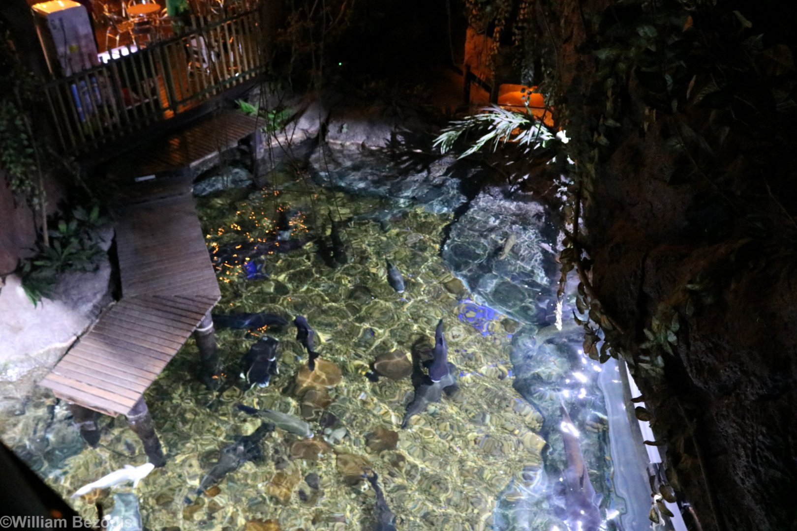 Large Freshwater Fish Tank