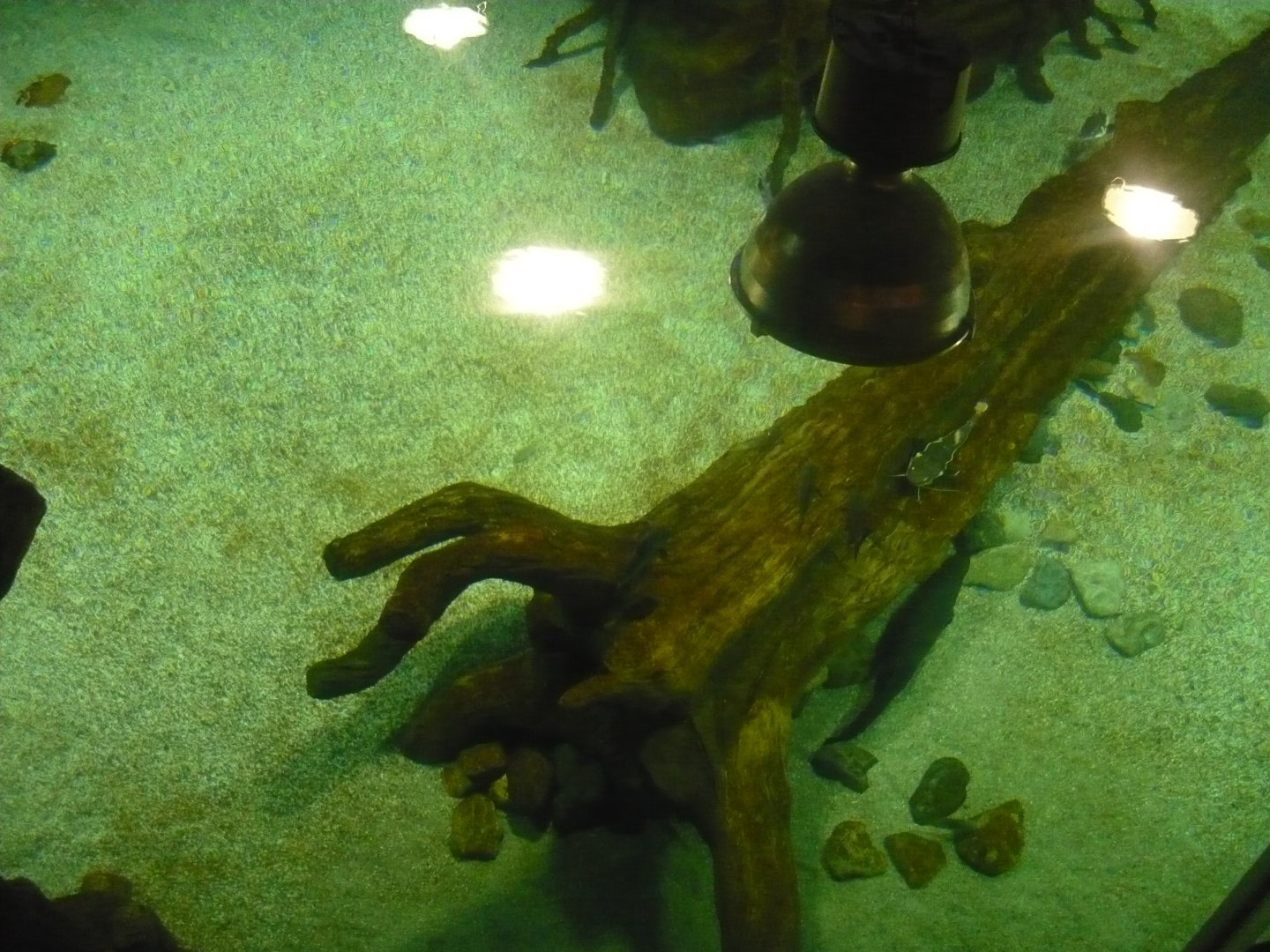 Large freshwater tank from above