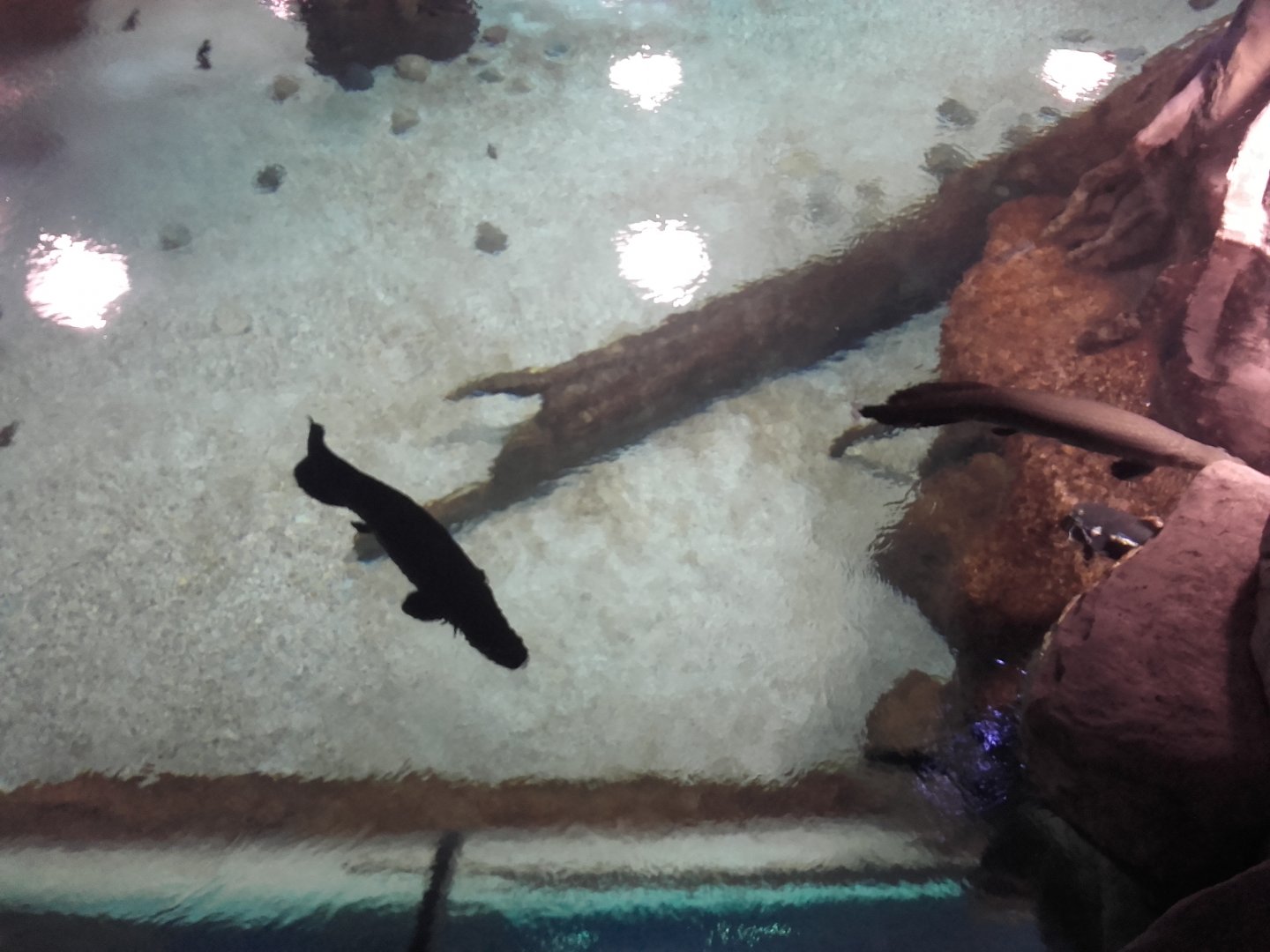 Large freshwater tank from above