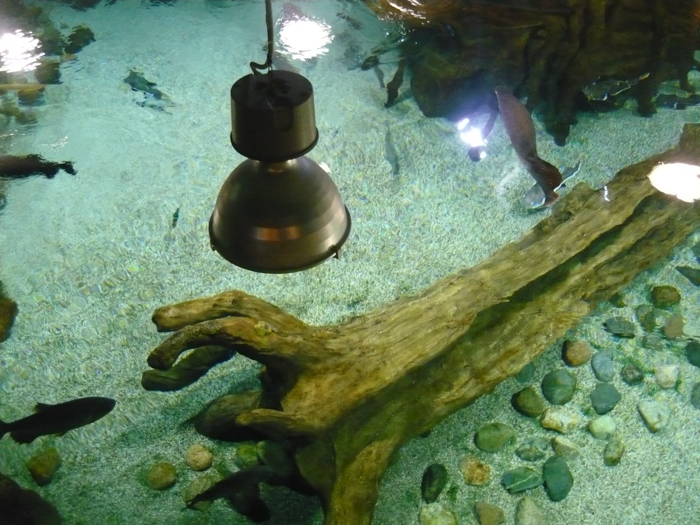 Large freshwater tank from above