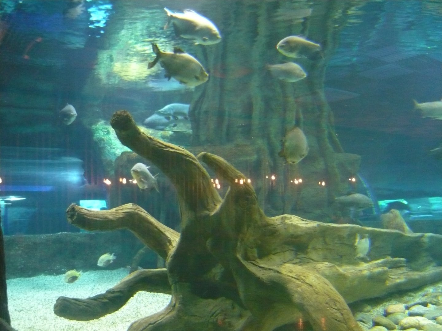 Large freshwater tank