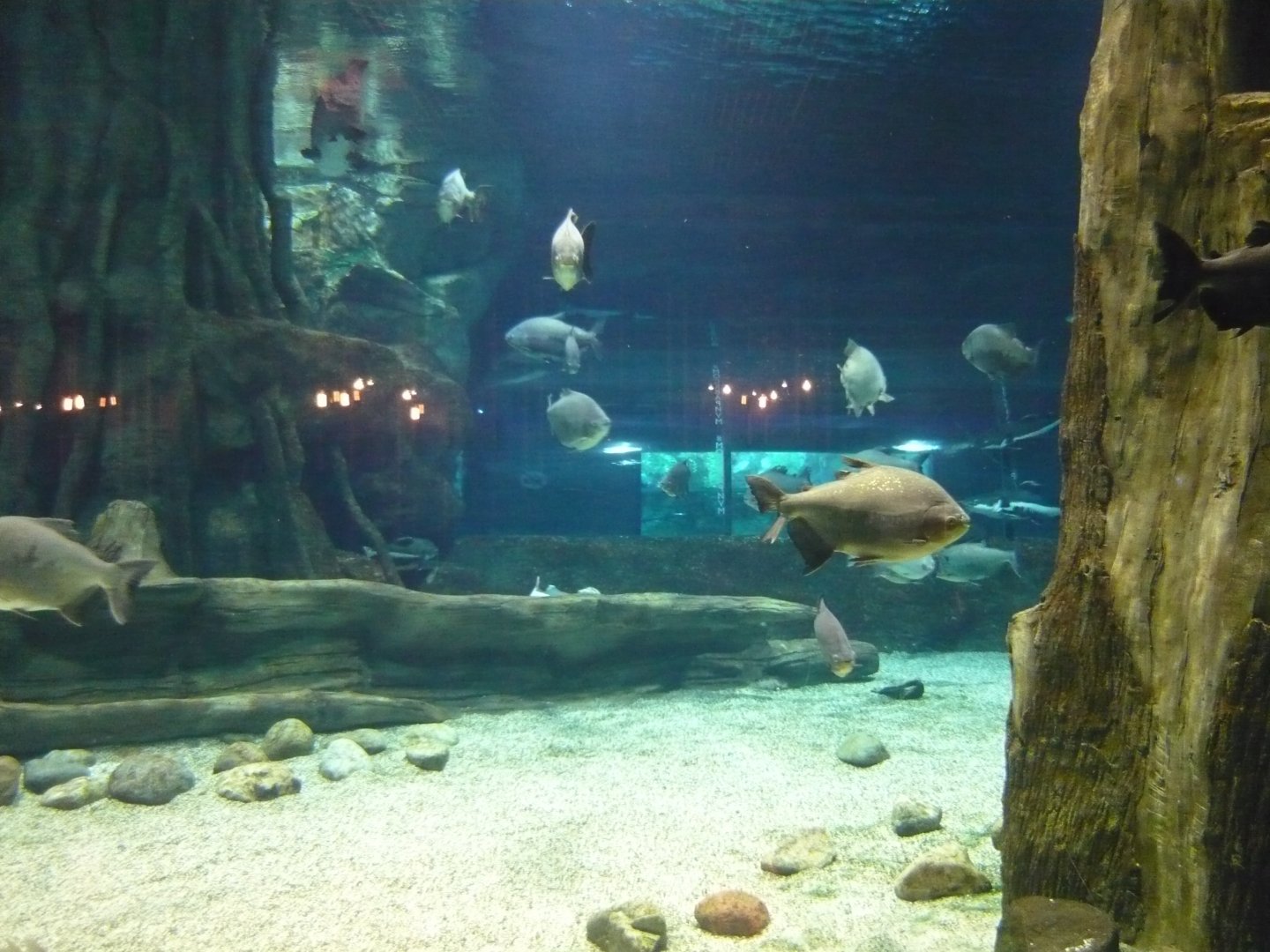 Large freshwater tank