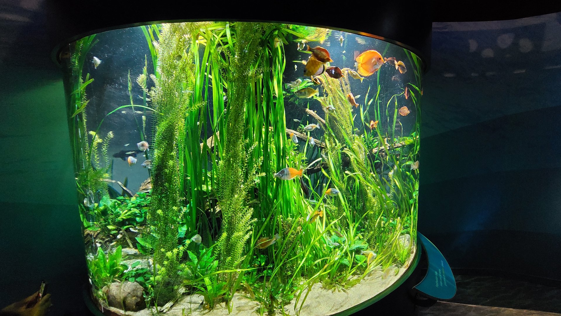Large freshwater tank