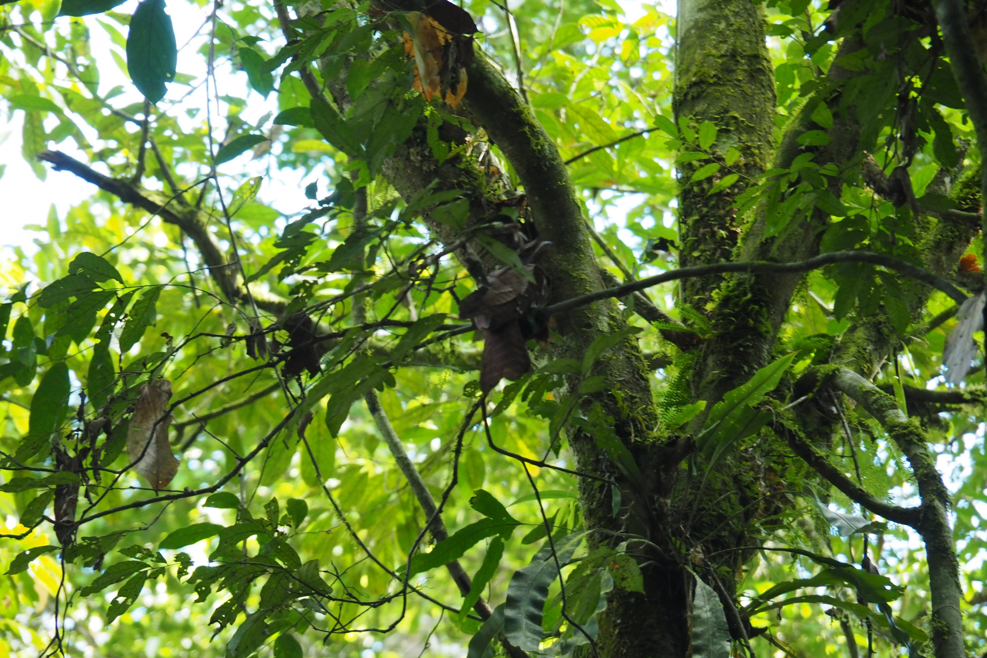 Large Frogmouth - Danum Valley, Sabah, Borneo