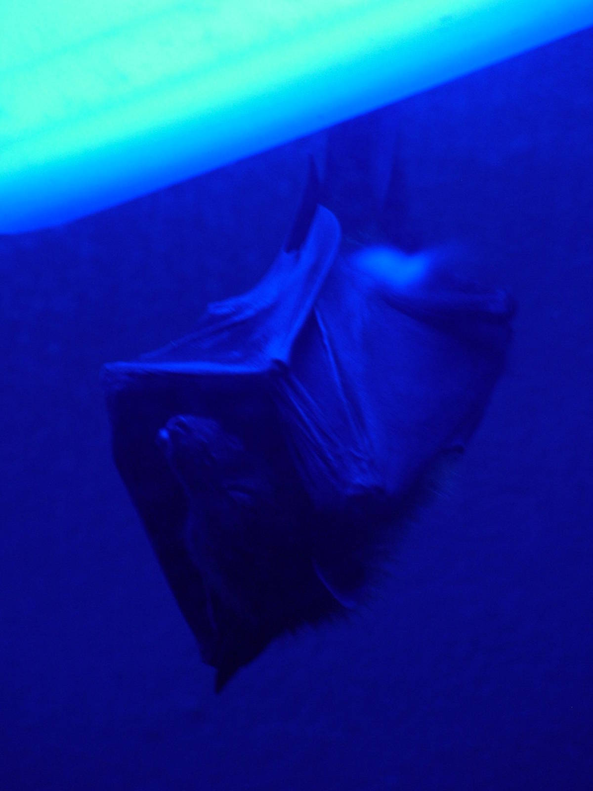 Large Fruit Bat at Wilhelma, Stuttgart 02/09/10