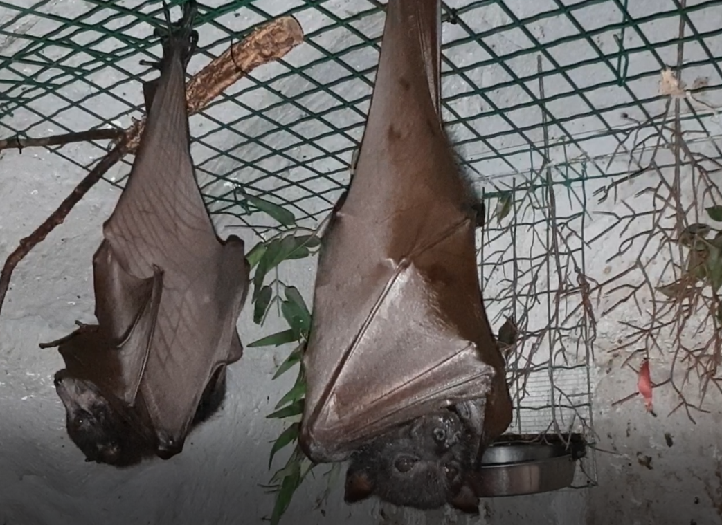 Large fruitbats