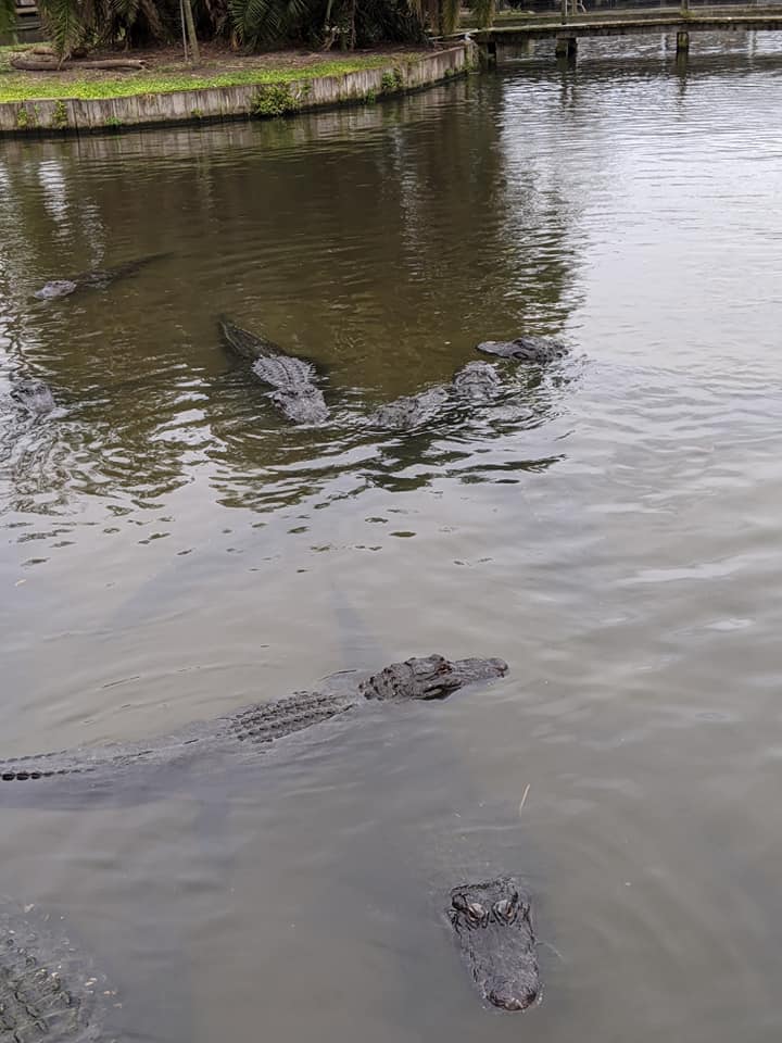 Large Gator Pond