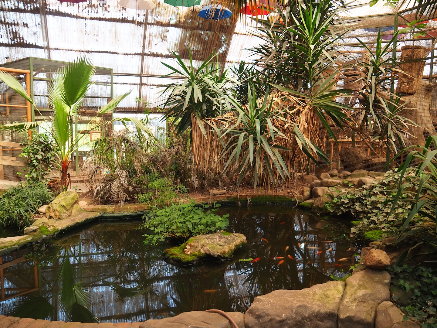 Large goldfish pond in aviary section of tropical building, 2023-05-19