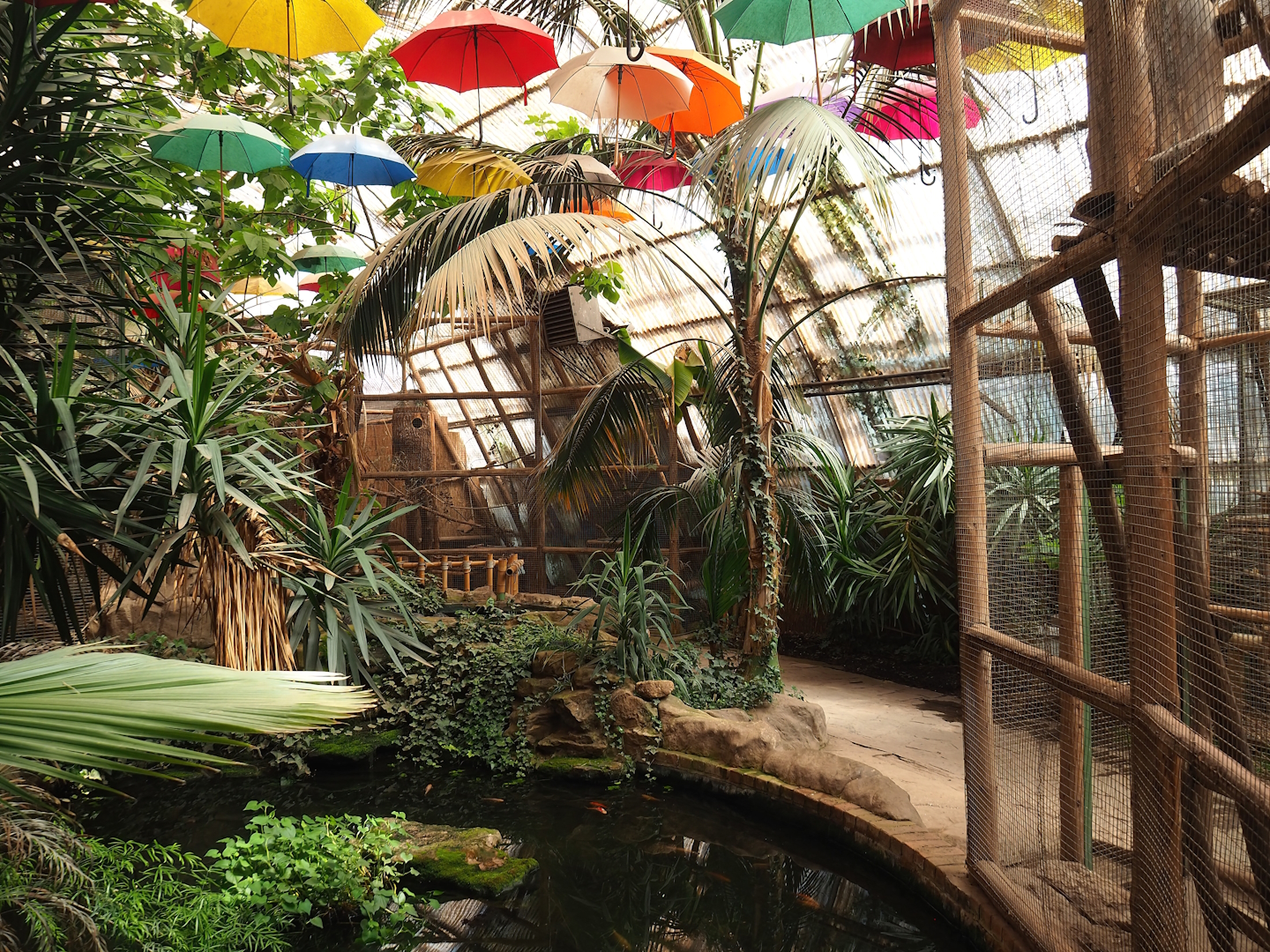 Large goldfish pond in aviary section of tropical building, with walkway and trumpeter hornbill aviary behind it, 2023-05-19