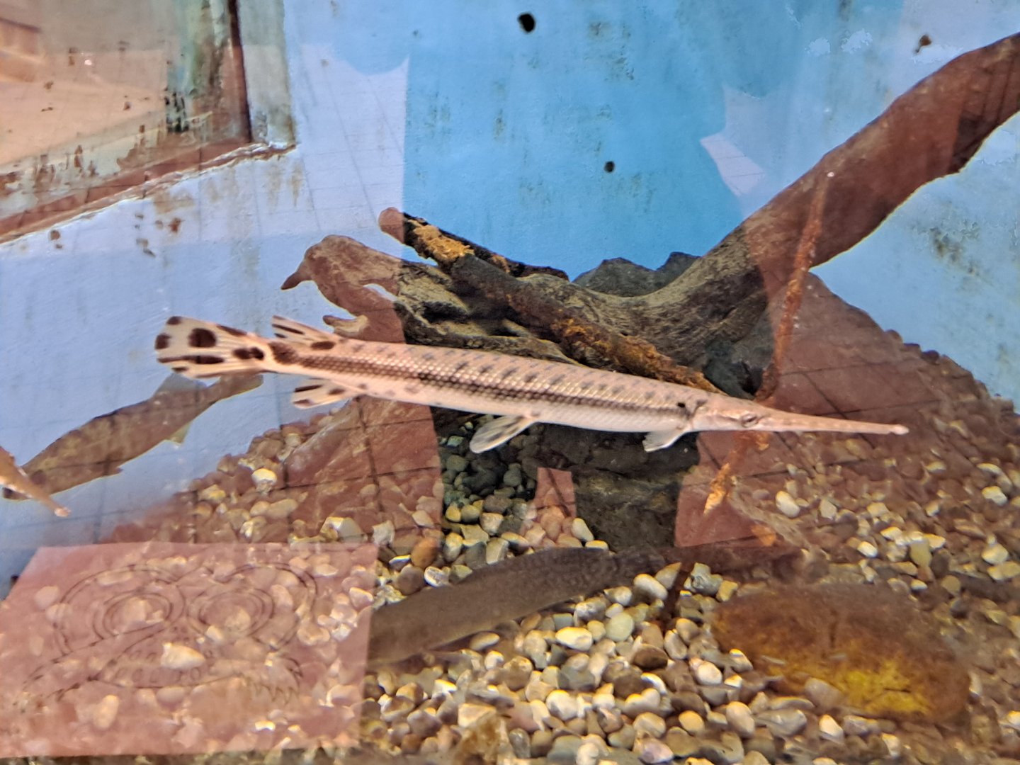 Large Great Lakes Tank (Lake Erie Metropark, Wayne County, MI, 9/21/24)