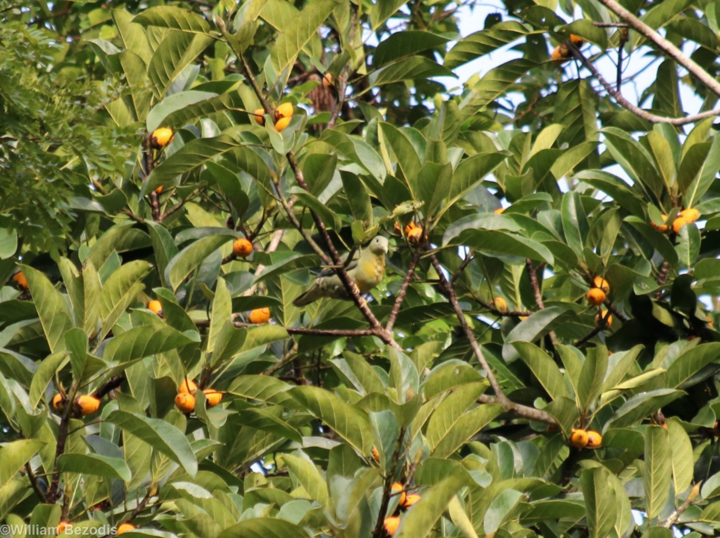 Large Green Pigeon - Danum Valley