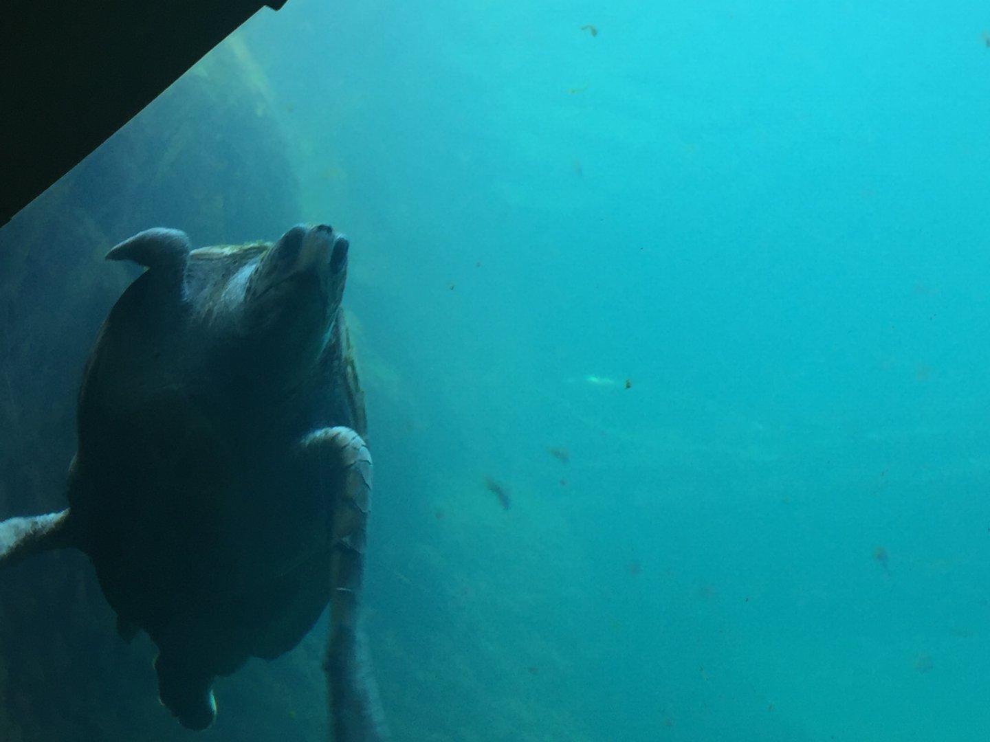 Large (green?) sea turtle