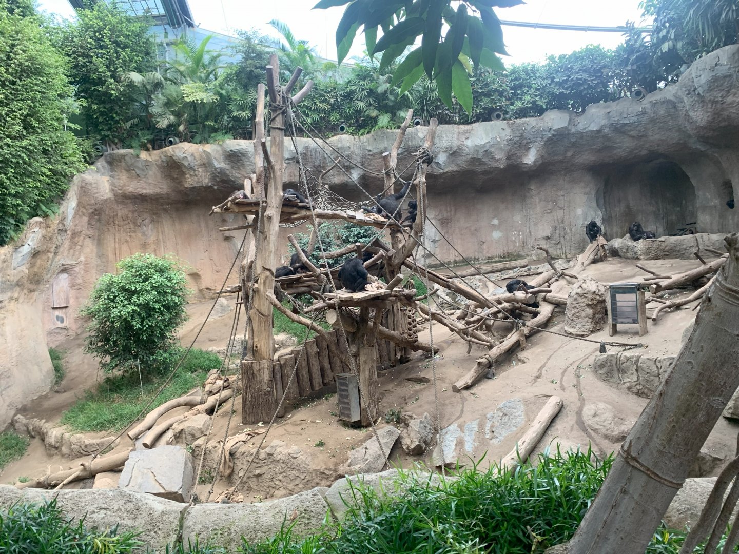 Large group Chimpanzee indoor enclosure - Pongoland