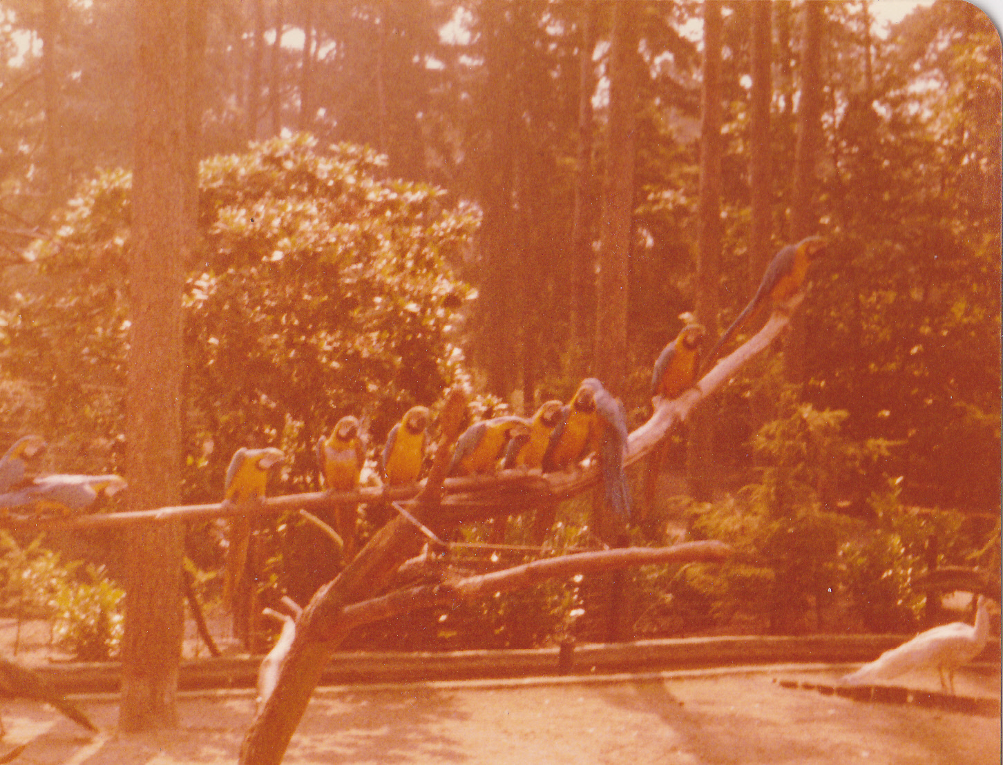 Large group of Blue and gold macaws
