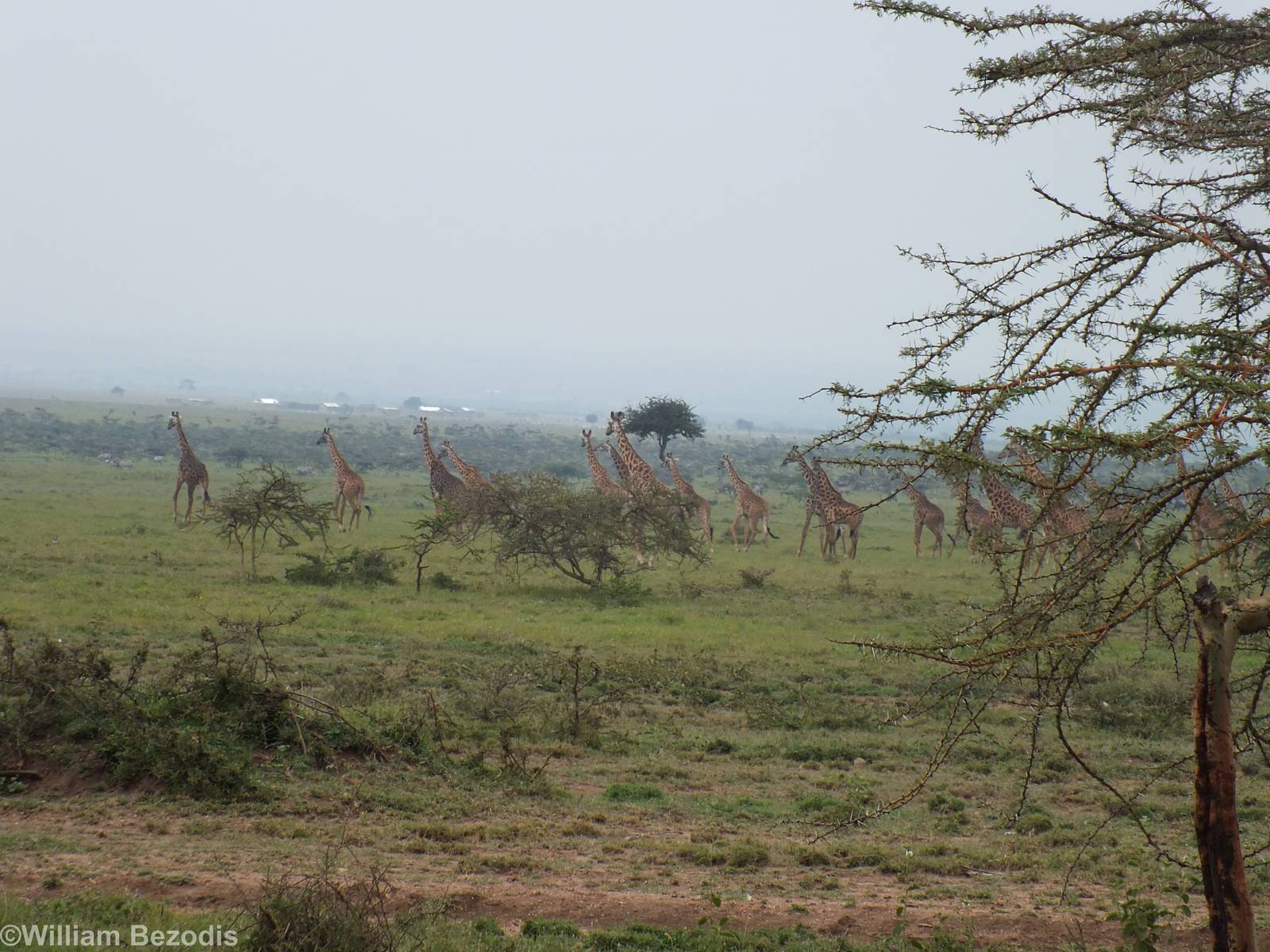 Large Group of Roadside Giraffes