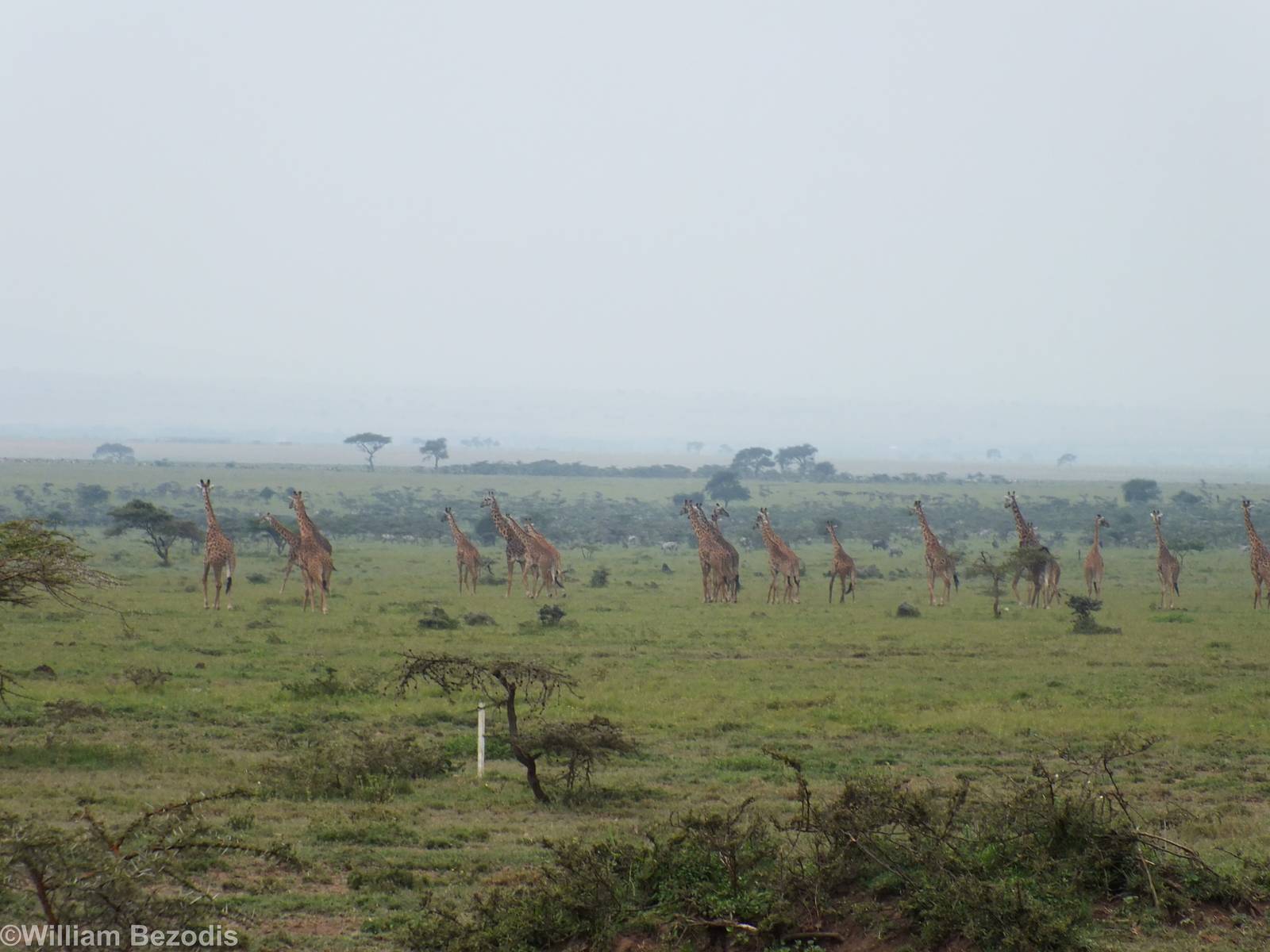 Large Group of Roadside Giraffes