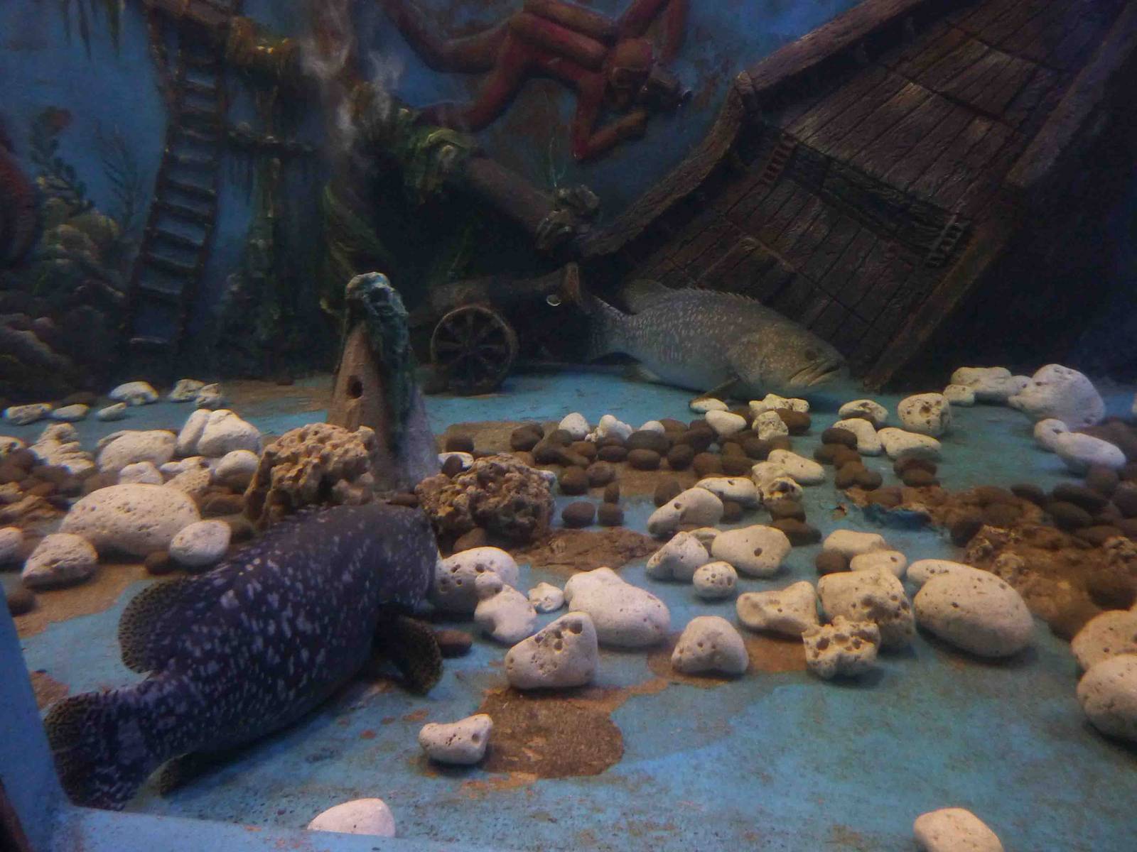 Large groupers, May 2013.