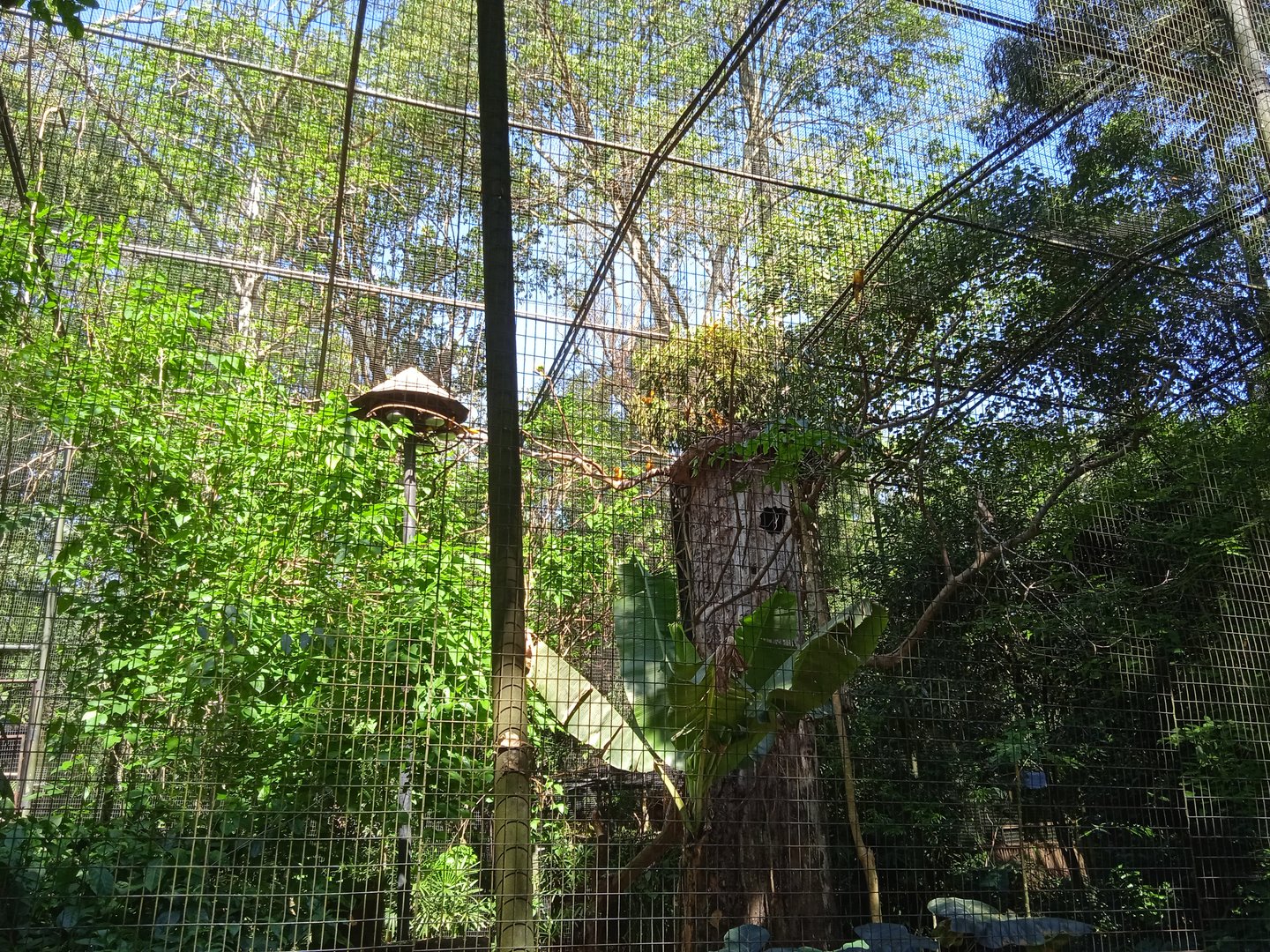Large guarouba parakeet aviary
