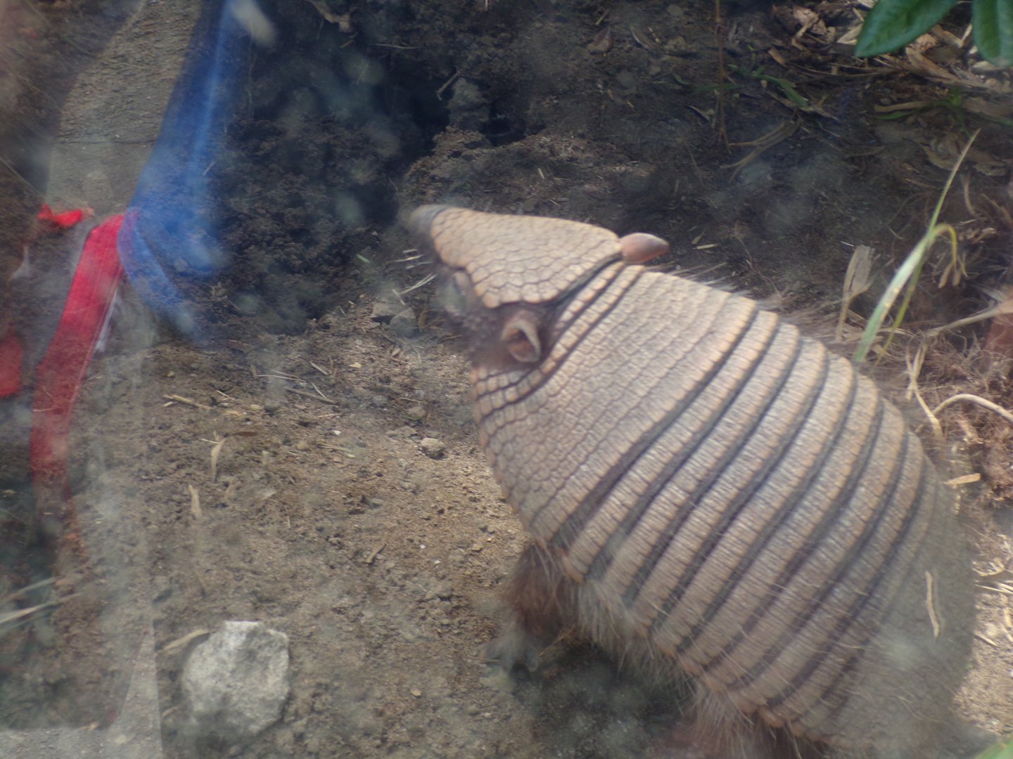 Large hairy armadillo 17.7.23
