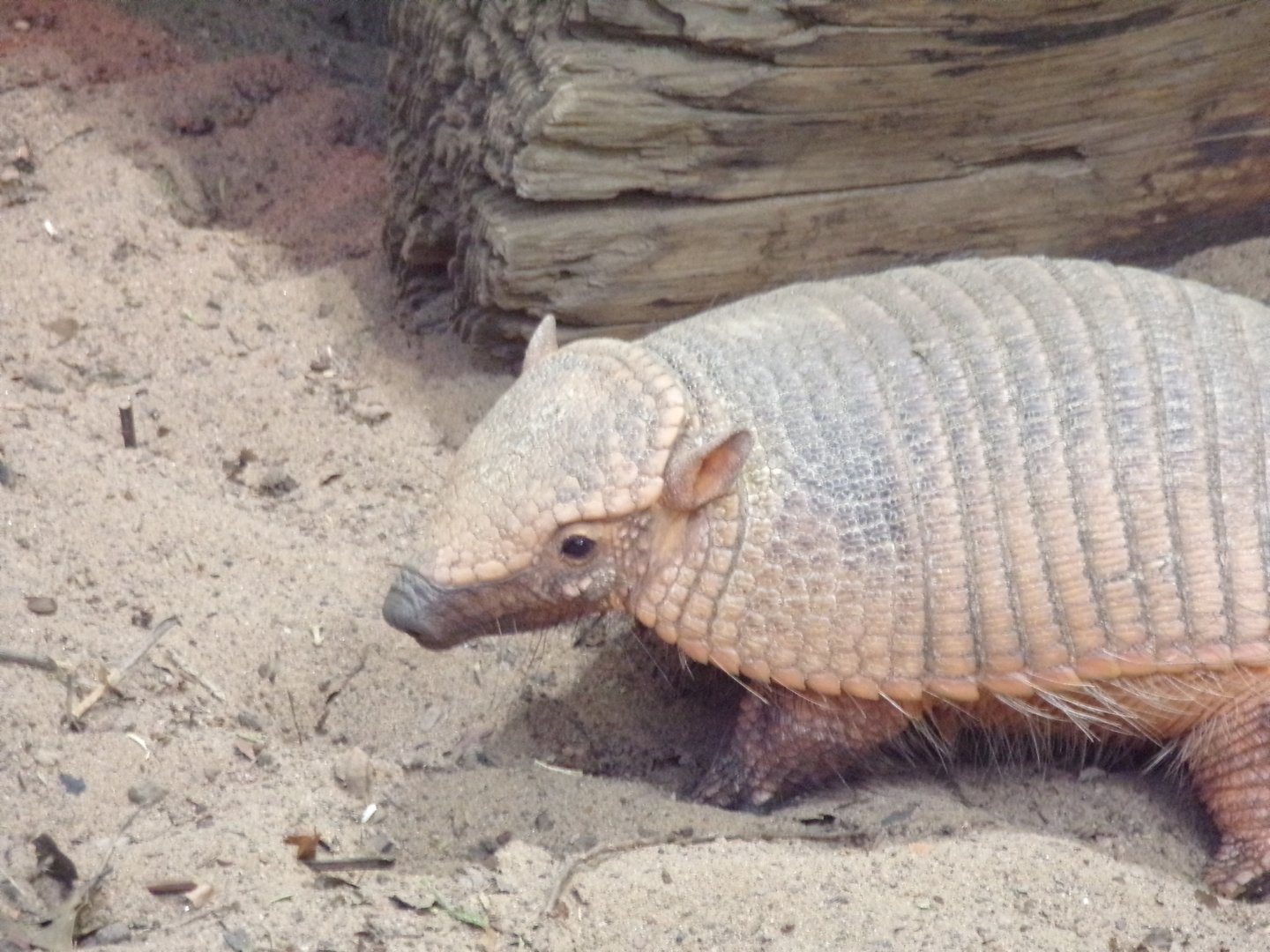 Large Hairy armadillo 26.2.23