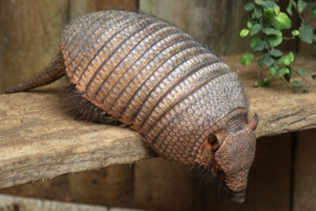 Large Hairy Armadillo at Bugtopia the Zoo Rutland 16/3/2019