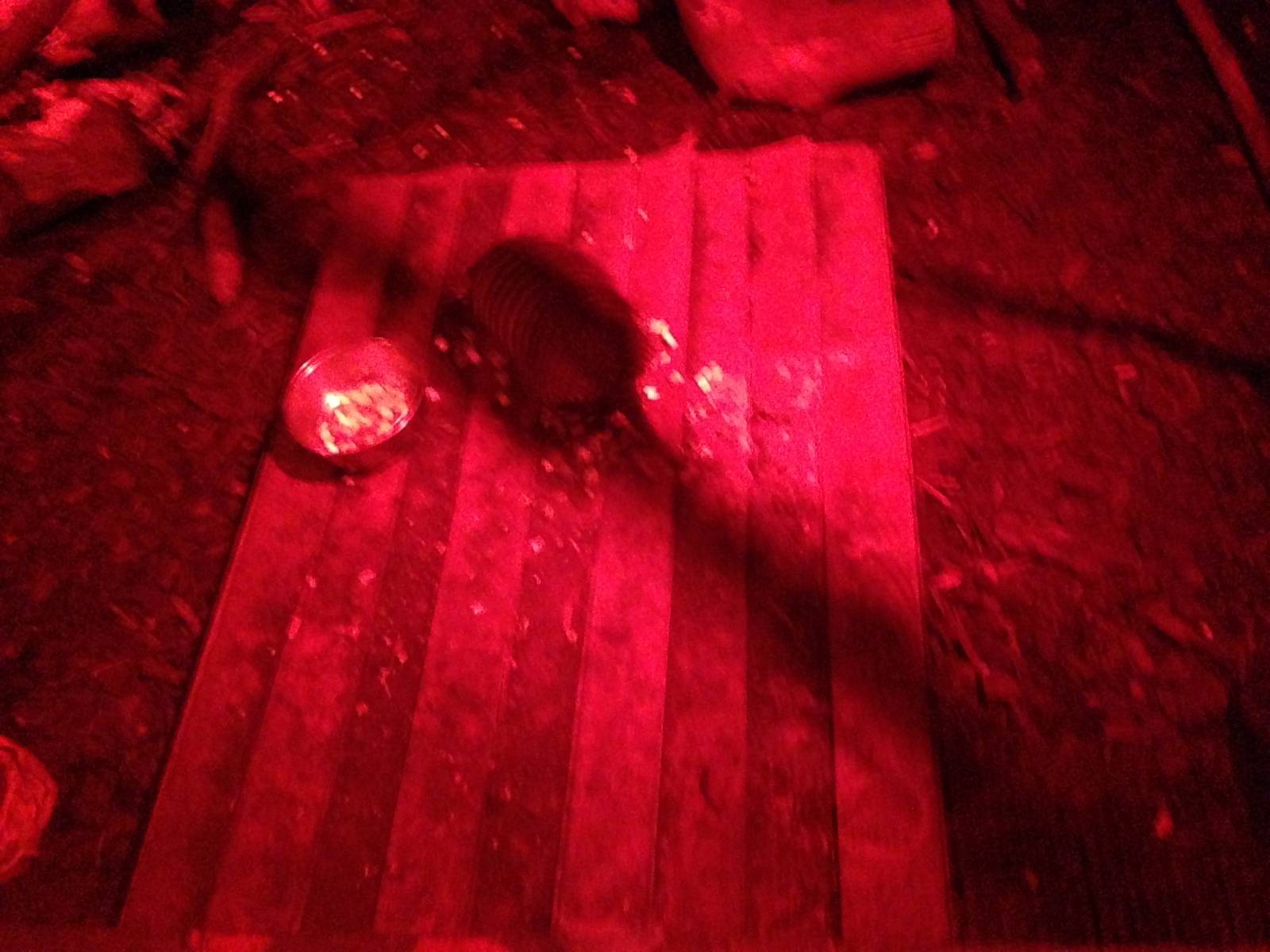 Large Hairy Armadillo at Tropical World - 02/10/2013