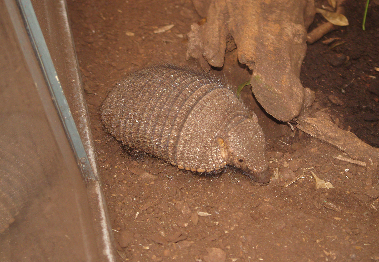 Large hairy armadillo (Chaetophractus villosus), 2006-07-08