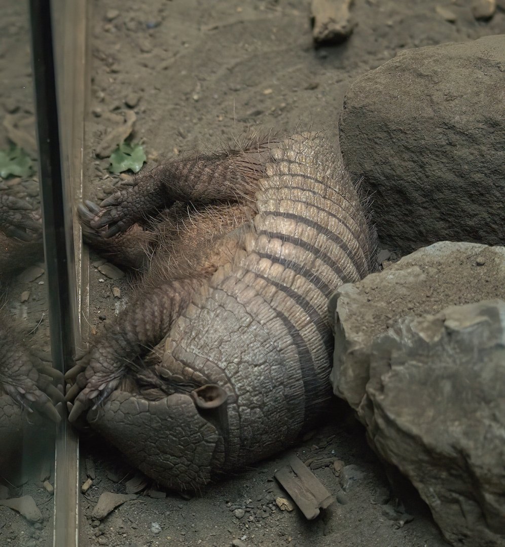 Large hairy armadillo (Chaetophractus villosus), 2008-08-06