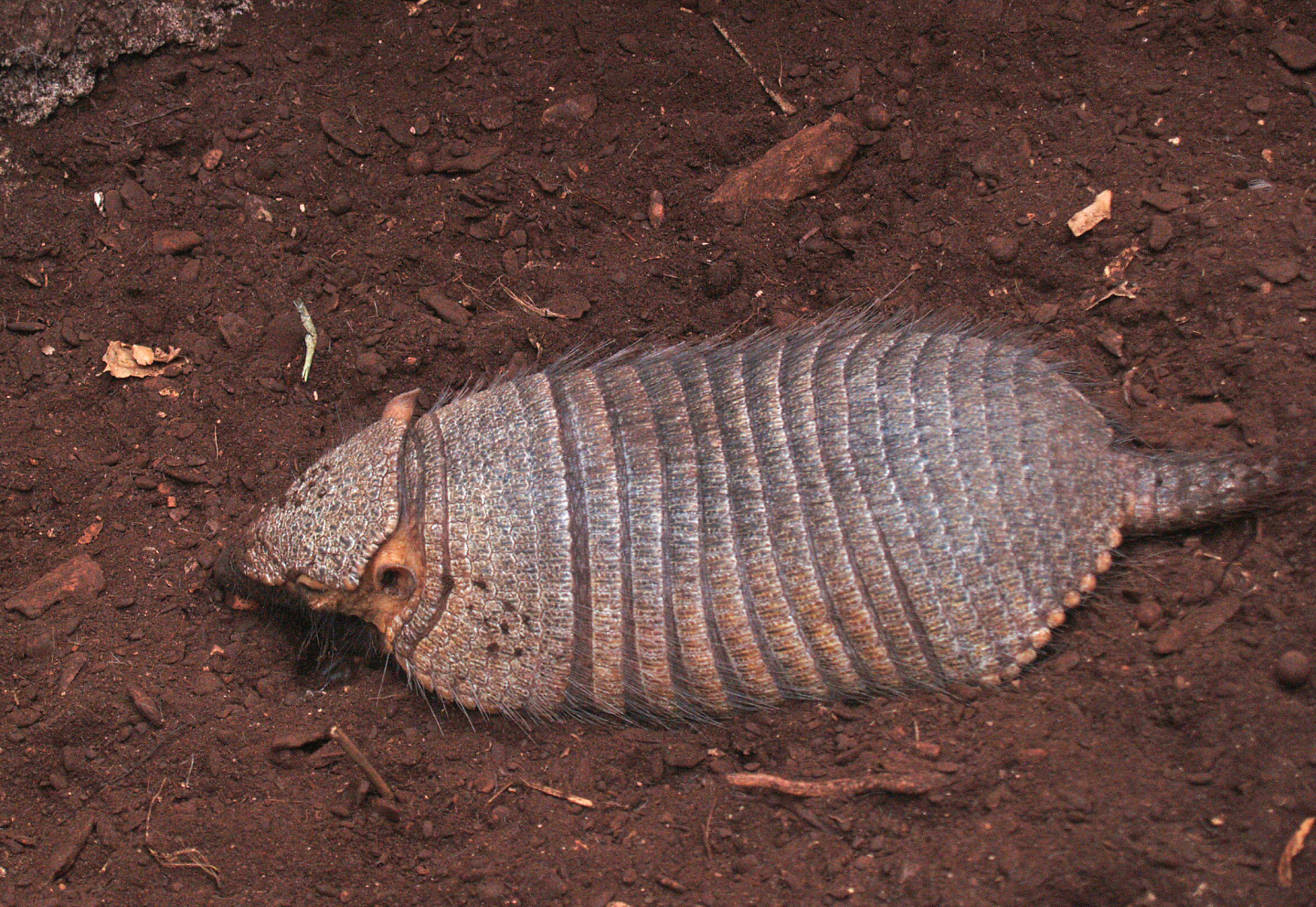 Large hairy armadillo (Chaetophractus villosus), 2009-04-19