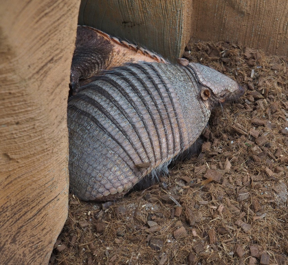 Large hairy armadillo (Chaetophractus villosus), 2020-09-03
