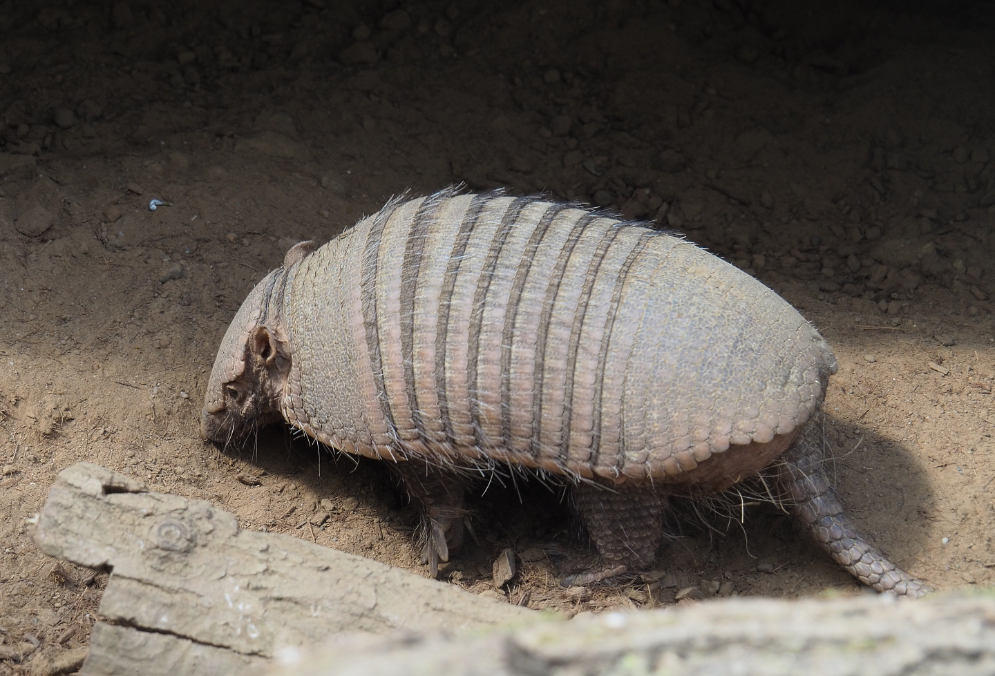 Large hairy armadillo (Chaetophractus villosus), 2022-06-28