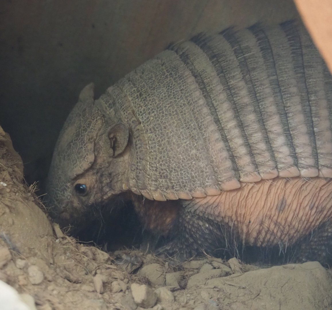 Large hairy armadillo (Chaetophractus villosus), 2022-06-28