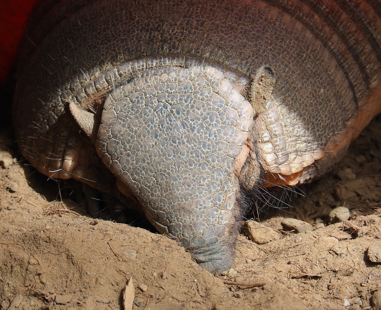 Large hairy armadillo (Chaetophractus villosus), 2023-05-16