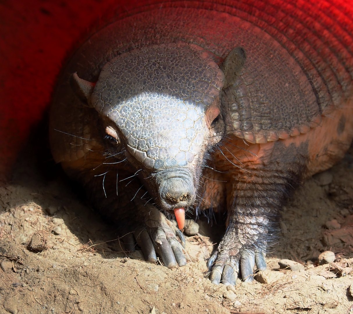 Large hairy armadillo (Chaetophractus villosus), 2023-05-16
