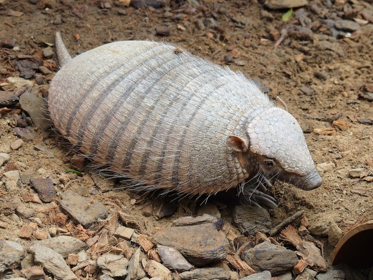Large hairy armadillo (Chaetophractus villosus), 2023-10-13