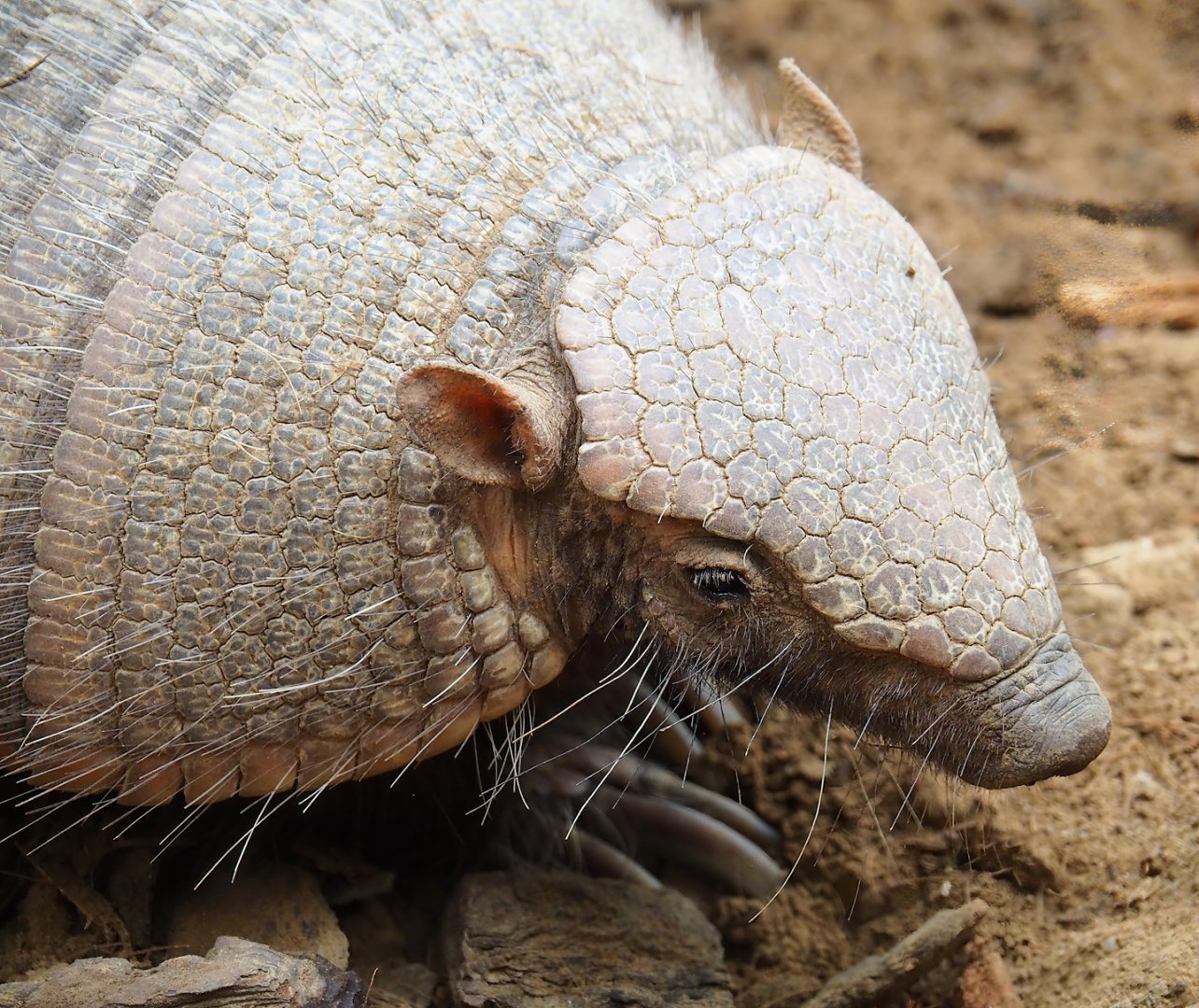 Large hairy armadillo (Chaetophractus villosus), 2023-10-13